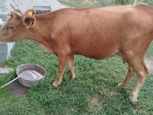 Cow, Cattle — Kyrgyzstan