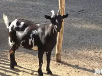 Kambing betina, Nigerian dwarf goats — foto 2