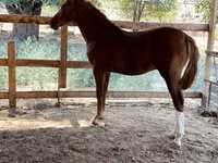 ፈረስ, Horses — ፎቶ 1