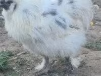 Silkie — foto 2