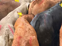 Cattle (batch, sex not specified), Cattle — photo 1