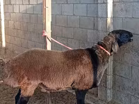 Beran, Arashan sheep — foto 3
