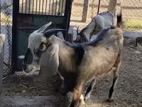 ፍየል, Nubian Goat — ፎቶ 4