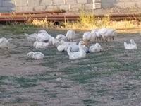 Geese — снимка 2
