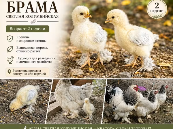 Brahma