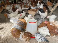 Chickens — الصورة 5