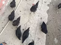 Australorp — foto 5