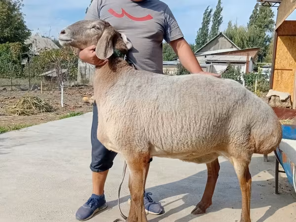 भेड़, Arashan sheep