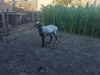 Vædder, Blackheaded Persian sheep — foto 1