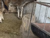 گاو نر, نژاد آلتائو — عکس 1