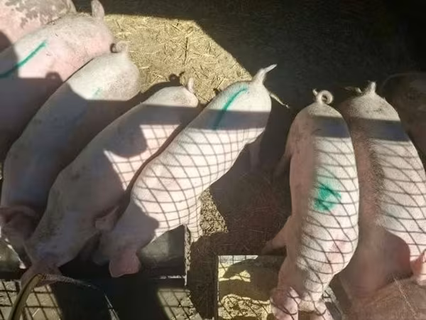 Sow, Pigs — Hungary