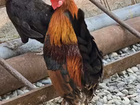 Chickens — fotografija 1