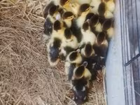 Ducks — photo 5