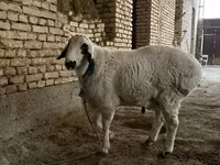 گوسفند (گروه، جنسیت مشخص نشده), گوسفند — عکس 3
