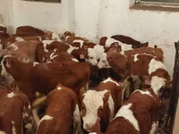 Lembu jantan, Simmental cattle — foto 3