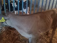 Toro, Simmental cattle — foto 7