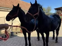 Kuda jantan, Hungarian horse breed — foto 1