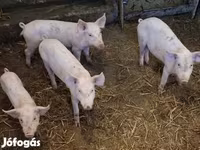Babi betina, Pigs — foto 4