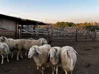 قوچ, گوسفند — عکس 1