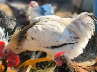 Chickens — fotografija 2