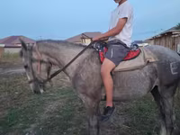 Cavallo, Cavalli — foto 2