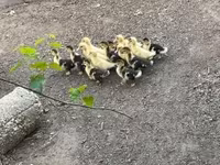 Ducks — รูปภาพ 1