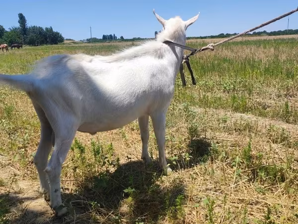 ፍየል, Saanen goat