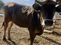 Ko, Swiss cattle — foto 1