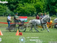 Klisna, Lipizzaner — foto 2