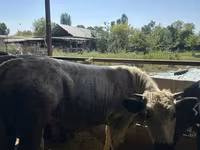 گاو نر, Swiss cattle — عکس 7