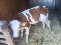 Dibi, Simmental cattle — sawirka 4