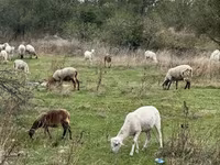 Pecora, Katum sheep — foto 4