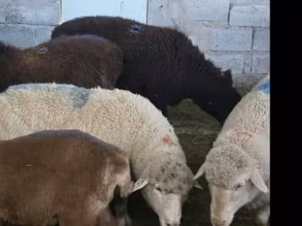 Sheep, Tian-Shan semifinewool sheep — Kyrgyzstan