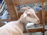 بز ماده, بز — عکس 3