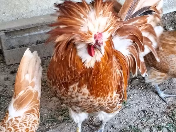 Chickens — Azerbaijan