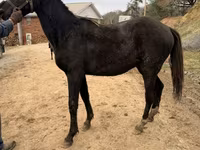 Cavallo, Black Sea breed — foto 5