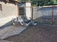 Geese — foto 5