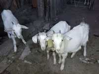 بز نر, بز — عکس 1