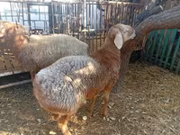 แกะตัวผู้, Hissar sheep — รูปภาพ 5