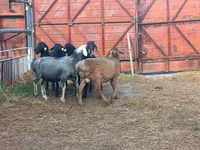 قوچ, Hissar sheep — عکس 2