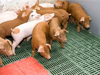 Sow, Pigs — photo 8