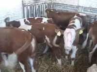 Banteng, Cattle — foto 8