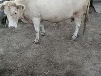 گاو ماده, گاو قرمز بدون شاخ — عکس 2