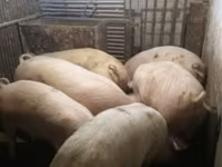 Cinghiale, Крупная белая — foto 2