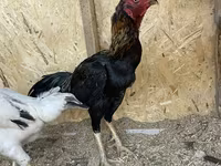 Chickens — फ़ोटो 2
