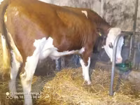 Lembu betina, Simmental cattle — foto 5