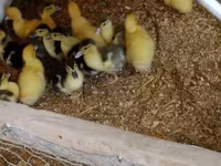 Ducks — عکس 1