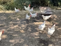Leghorn — акс 5