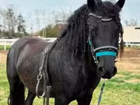 Асп, Friesian — акс 3