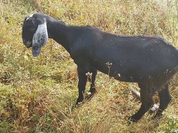 ፍየል, Nubian Goat